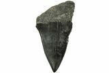 Fossil Broad-Toothed Mako Tooth - South Carolina #214702-1
